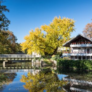 Famous tree Goethegingko at the river Nidda, Frankfurt am Main, Hesse, Germany
